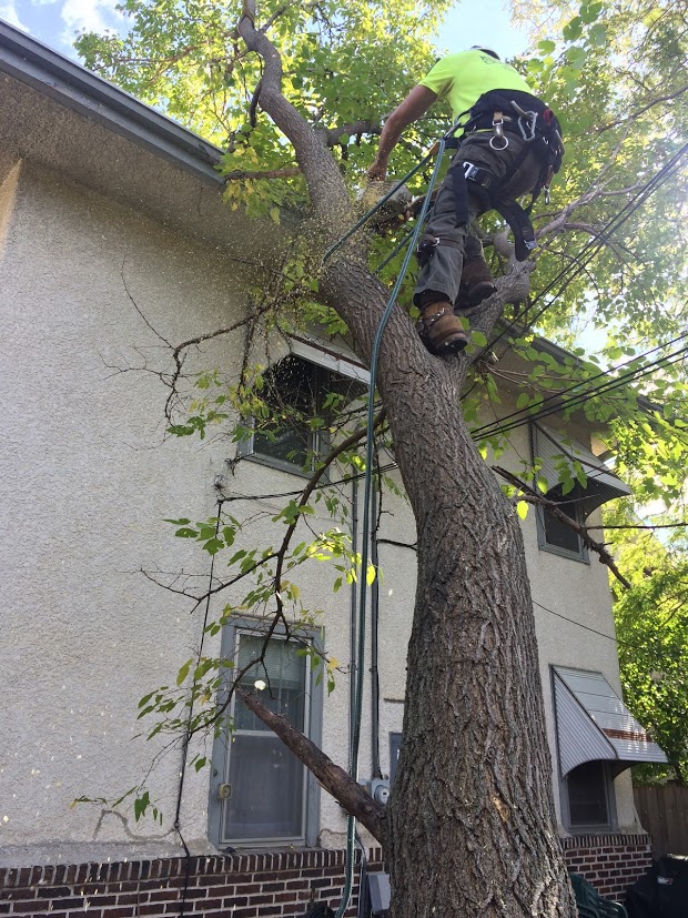 Tree Service Storm Photo