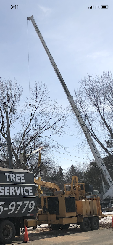 Tree Service Storm Photo