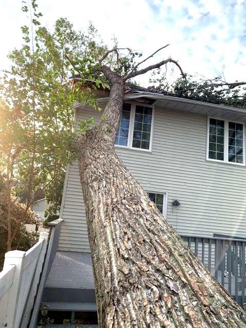 storm damage tree service